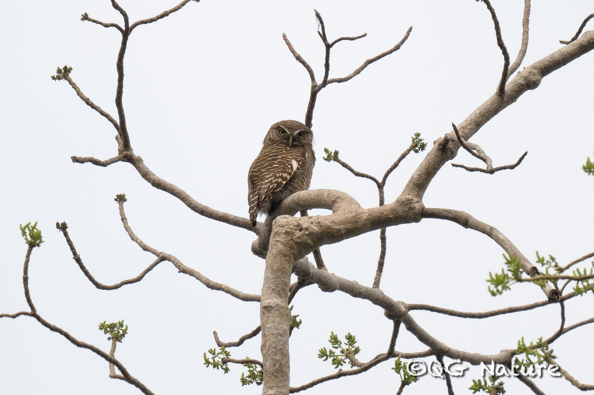 Asian Barred Owlet