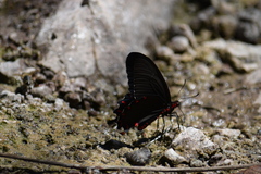 Parides montezuma