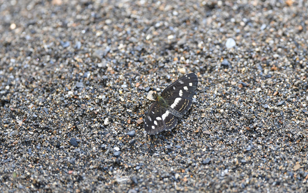 Dagon pusilla