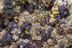 Acarospora schleicheri