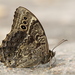 Black-spotted Labyrinth - Photo (c) southchinabutterfly, some rights reserved (CC BY-NC)