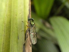 Merosargus