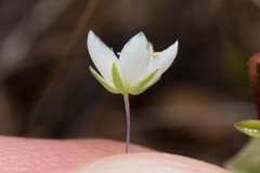 Sabulina californica
