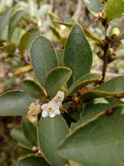 Symplocos theiformis