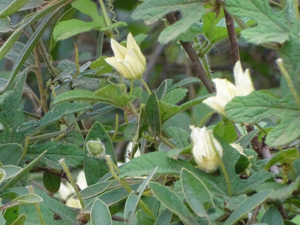 Coccinia hirtella (Coccinia hirtella)