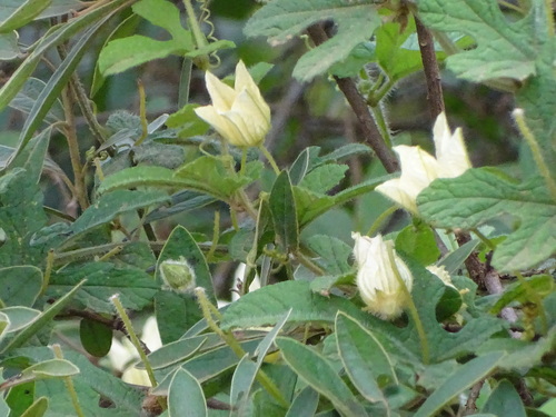 Coccinia hirtella (Coccinia hirtella)