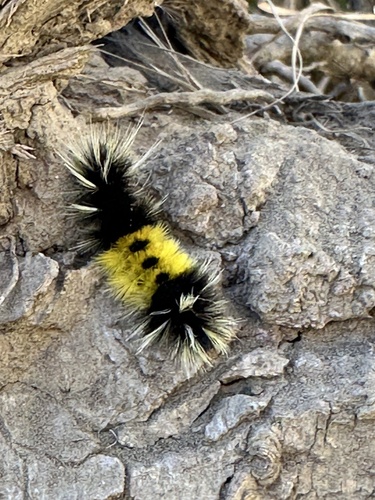 Spotted Tussock Moth photo 6