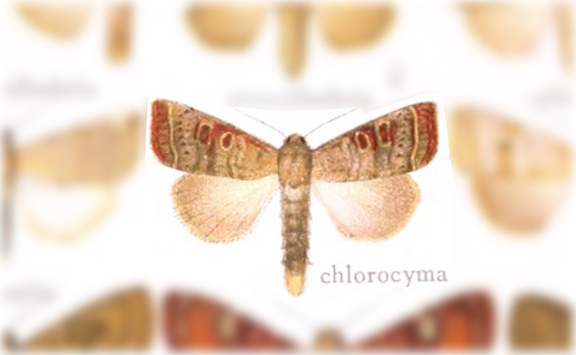 Hypotrix chlorocyma