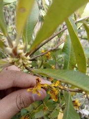 Cyrtochilum densiflorum