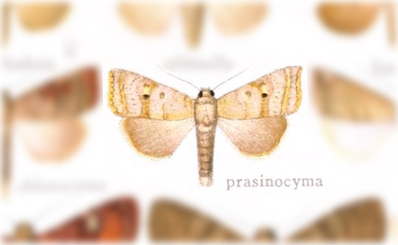Hypotrix prasinocyma