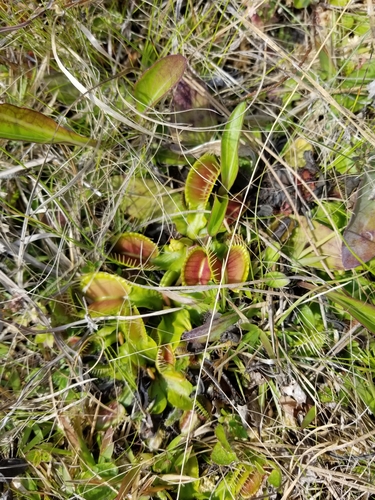 Dionaea muscipula
