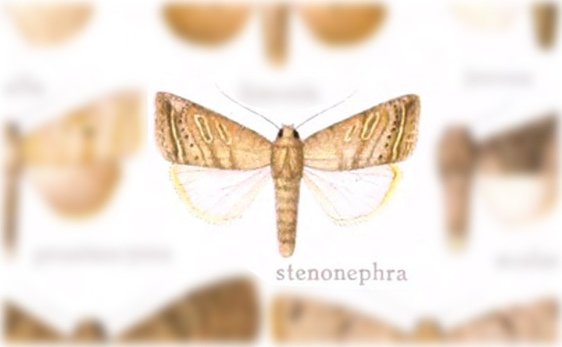 Hypotrix stenonephra