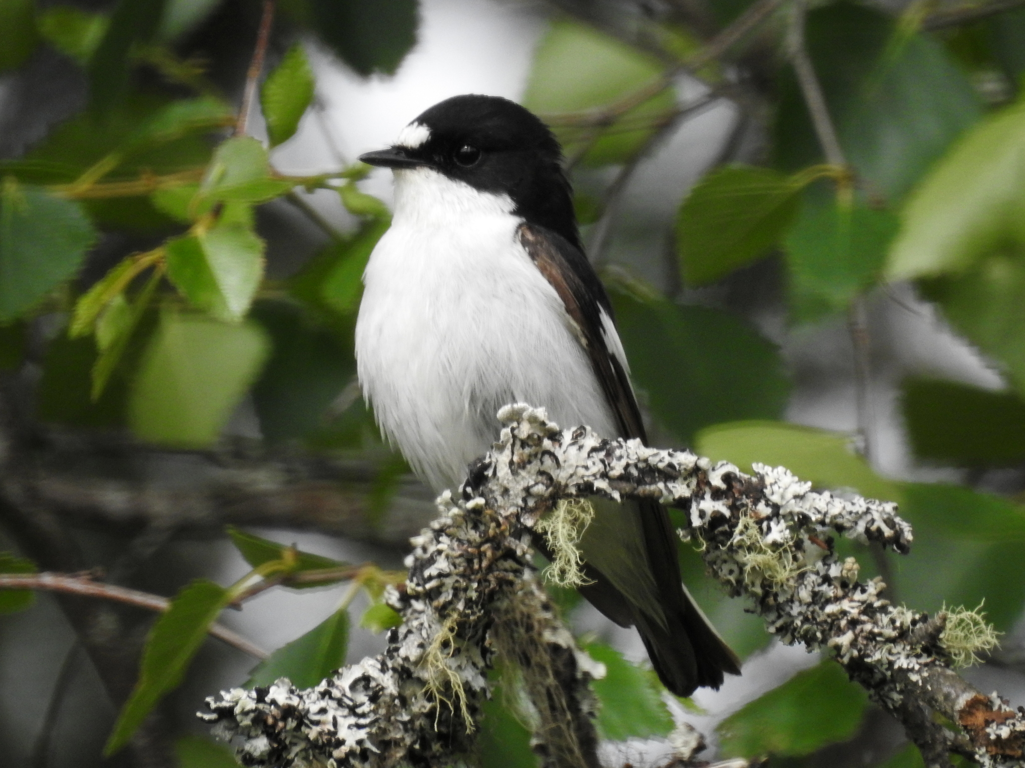 European Pied Flycatcher