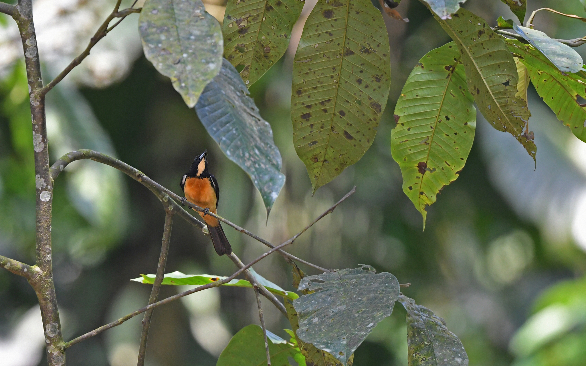 Yellow-crested Tanager (Loriotus rufiventer), photo 3