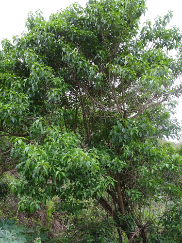 Image of Volkameria glabra by (c) Shaun Swanepoel, some rights reserved (CC BY)