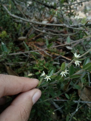 Scyphostelma