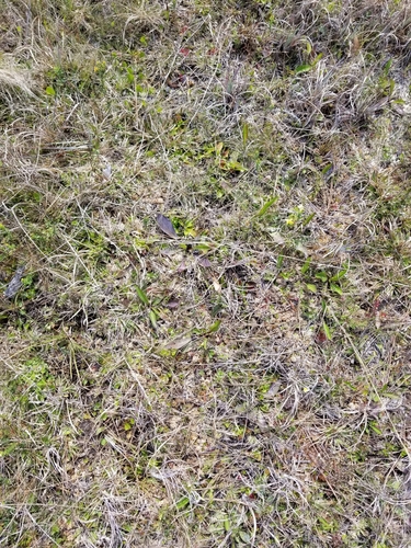 Dionaea muscipula