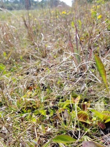 Dionaea muscipula