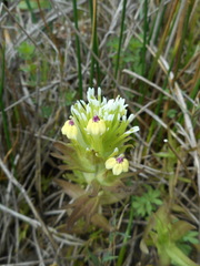 Castilleja ambigua