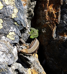 Iberolacerta monticola
