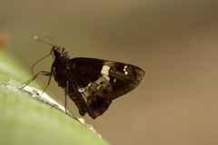 Hyarotis adrastus