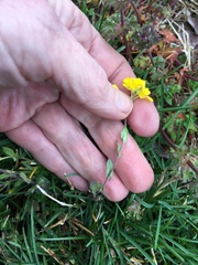 Paysonia lescurii