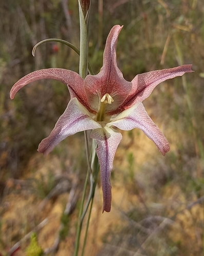 Image of Gladiolus liliaceus by (c) Liezl van der Merwe, some rights reserved (CC BY)