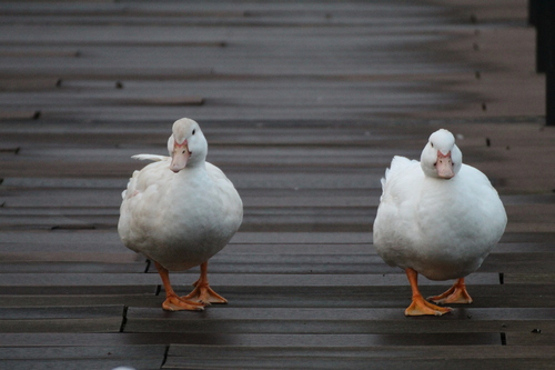 Mallard × Muscovy Duck