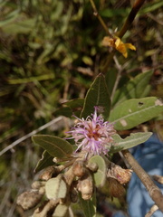 Lepidaploa karstenii