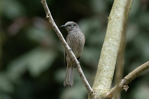 Eungella Honeyeater (Bolemoreus hindwoodi)