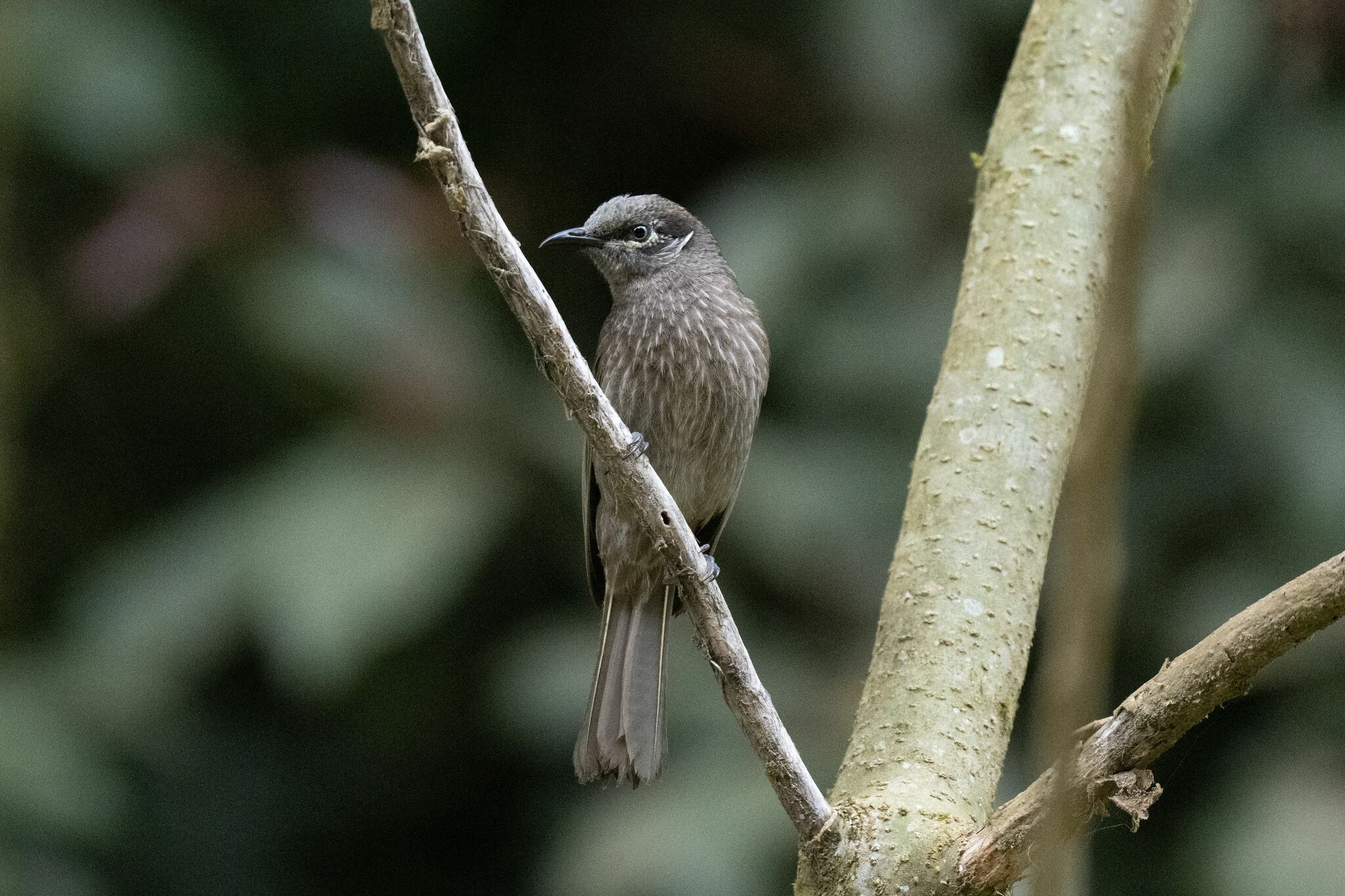 Eungella Honeyeater (Bolemoreus hindwoodi), photo 1