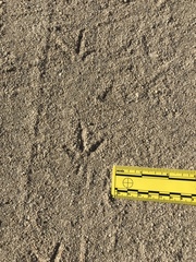 Callipepla californica