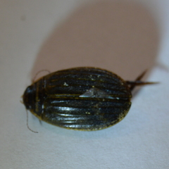 Acilius abbreviatus