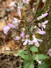 Cardamine douglassii