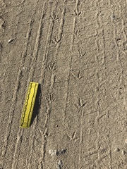 Callipepla californica