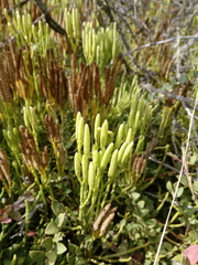 Diphasiastrum thyoides