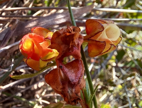 Image of Hermannia angularis by (c) Liezl van der Merwe, some rights reserved (CC BY)