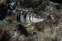 Painted Comber