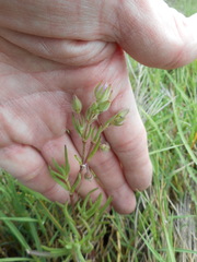 Spergularia macrotheca