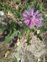 Centaurea polyacantha