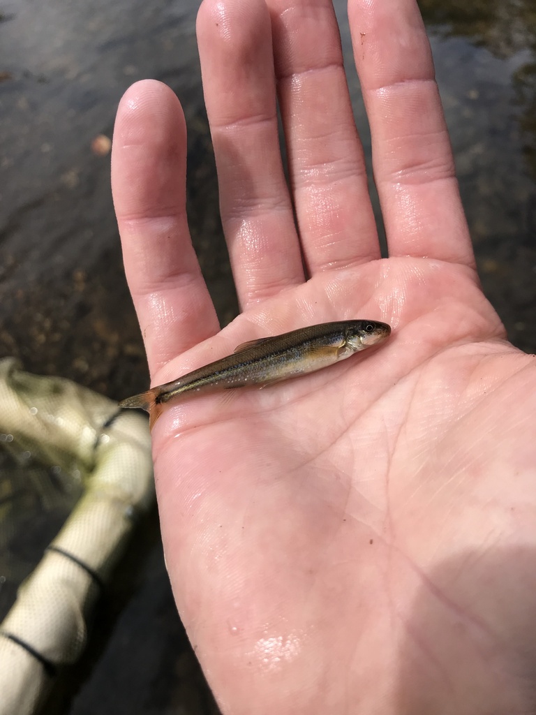 Fatlips Minnow