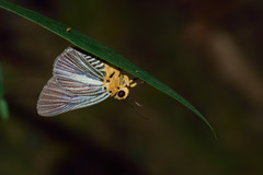 Bibasis gomata