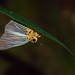 Burara gomata - Photo (c) southchinabutterfly, algunos derechos reservados (CC BY-NC)
