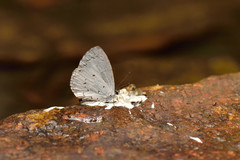 Udara albocaerulea
