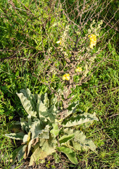 Verbascum mucronatum