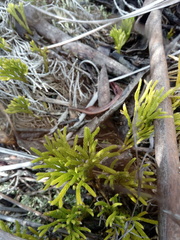 Diphasiastrum thyoides