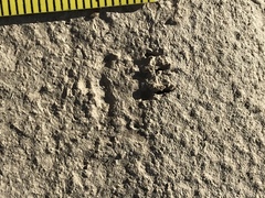 Ammospermophilus leucurus