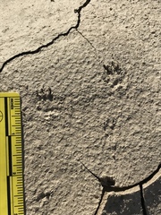 Ammospermophilus leucurus