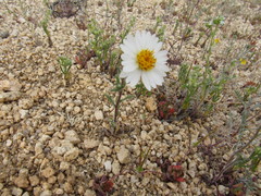 Layia glandulosa