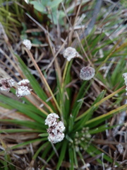 Paepalanthus